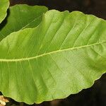 Curatella americana Fuelha