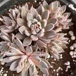 Graptopetalum rusbyi Fulla