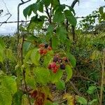 Rubus occidentalis Fruit