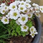 Saxifraga rosacea Blüte