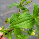 Gentianella quinquefolia Leaf