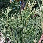 Cupressus sempervirens Folha