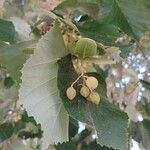 Tilia tomentosa Fruit