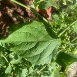 Solanum americanumBlatt