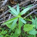 Veronicastrum virginicum Leaf