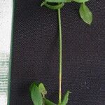 Arenaria lanuginosa Sheet