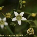 Thesium pyrenaicum Fleur