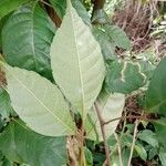Allophylus africanus Leaf