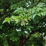 Styrax japonicus Hábito