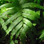 Thelypteris reticulata Лист