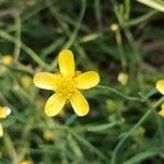 Ranunculus flammulaÇiçek