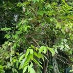 Cinnamomum verum Leaf