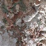 Bobgunnia fistuloides Corteza