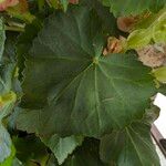 Begonia tuberhybrida Leaf