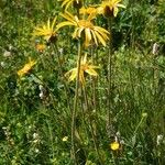 Arnica montana Συνήθη χαρακτηριστικά