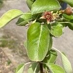 Pyrus communis ᱥᱟᱠᱟᱢ