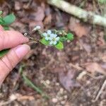 Euphorbia corollata Kukka