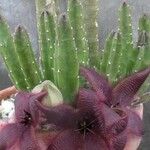 Stapelia hirsuta Blomst