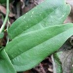 Smilax campestris Ліст