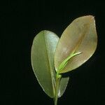 Humiria balsamifera Hoja
