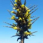 Puya chilensis 花