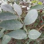 Sambucus racemosa Blatt