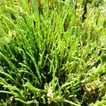 Salicornia europaea Folla