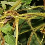 Calopogonium mucunoides Leaf