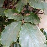 Tetrastigma voinierianum Leaf