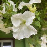 Petunia hybridaBlüte