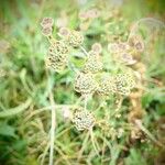 Bupleurum angulosum Цвят