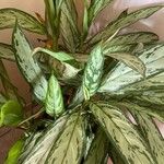 Aglaonema nitidum Lehti