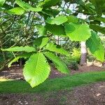 Quercus pontica Blatt