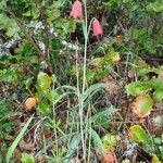 Fritillaria gentneri Buveinė