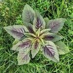 Amaranthus tricolorᱥᱟᱠᱟᱢ