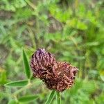 Trifolium alpestre Blüte
