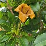 Solandra maxima Flor