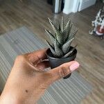 Haworthia limifolia Leaf