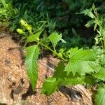 Senecio triangularis叶