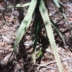 Aloe divaricata Лист