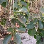 Cordia dichotoma ᱡᱚ