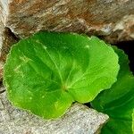 Viola biflora Leaf