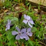 Phlox divaricataBloem