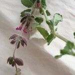 Teucrium divaricatum Lehti