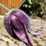 Anemone pulsatilla Květ