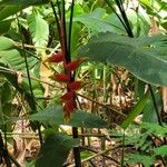 Heliconia rostrata Flor