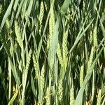 Triticum aestivum Frukto