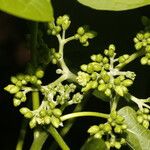 Jatropha curcas Frucht