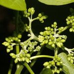 Jatropha curcas Froito