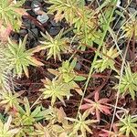 Euphorbia dendroides Leaf